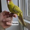 Hand Tame Kakarikis