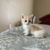 Munchkin Male Kittens