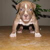 XL AMERICAN BULLY PUPPIES 