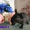 skinny pigs