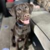 CHOCOLATE LAB FOR REHOMING