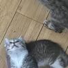 Female Kittens born 3/25/26