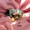 Yorkie Pups for sale