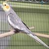 Sale pending.  Pearl cockatiel (male) open to offers and trades