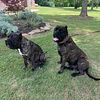 Presa Canario Puppies for sale