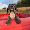 Great Dane puppys