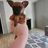 Chihuahua/Papillion puppies