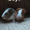 Male guinea pigs (smooth + Abyssinian)