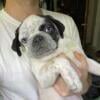 Blue Eyed Pug Male Puppy