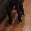 Female Cane Corso available.  Ready for your home