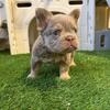 New Shade Isabella Fluffy Tan French Bulldog Male, Ultra Rare, $2500