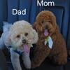 Cavapoo Puddles are ready for a home.