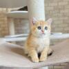 NEW Elite British kitten from Europe with excellent pedigree, female. Leona EM NY