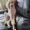 Standard poodle 
