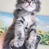 Maine coon male kitten