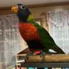 Rainbow lorikeet with cage