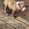 ABKC American Bully pups