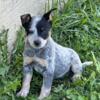 Blue heeler female pup