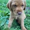 Penny's Labrador Retriever Female Lab Puppy Righteous Oaks Farm