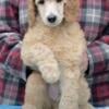 AKC Standard size poodle puppies