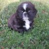 Cute Playful Shihtzu Male Puppies 