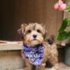 CIDER****ADORABLE MORKIE 