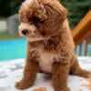 Adorable mini poodle for sell