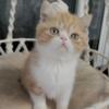 Two beautiful Exotic shorthair kittens looking for new home