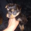 Yorkie  Male Puppy very small boy