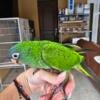 Blue crown conure male