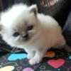 Purebred Persian Blue Point Male
