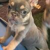 French bulldog puppies