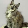 Maine coon kitten