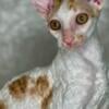 Beautiful  Cornish Rex male kitten