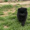 Tiny pomeranian puppy - Female all black, AKC registration