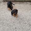 GERMAN SHEPHERD PUPPIES