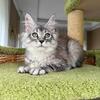 Silver Shaded Maine Coon Boy - European Bloodlines - Pedigree - Delivery Available
