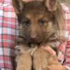 AKC German Shepherd MALE Pup: GEORGE