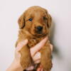 Miniature Goldendoodle Puppy - Duke