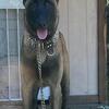 Guard dog puppy