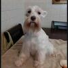 AKC wheaton female miniature Schnauzer. 260 849 1166