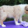 Reduced! Large Standard Australian shepherd