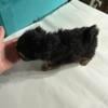 Australian toy-poodle / aussie doodles so cute TOYS