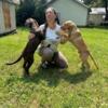 AKC registered Labrador retriever puppy chocolate male