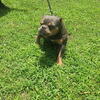 American Bully Female