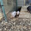 Miniature pigs to good homes