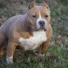 American Bully (female)