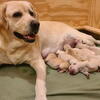 AKC Bred yellow lab puppies!