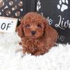 Briar Gorgeous Poodle