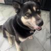 AKC Siberian Husky Stud
